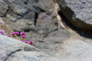 sea thrift Armeria maritima growing out of a small crack in a cliff by the sea.