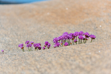 sea thrift Armeria maritima growing out of a small crack in a cliff by the sea.
