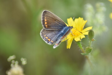 Mariposa icaro hembra (Polommatus icarus) sobre una flor amarilla con fondo difuminado verde