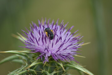 Abeja libando en una flor de cardo lila con fondo difuminado verde