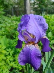 Iris germanica is the accepted name for a species of flowering plants in the family Iridaceae.