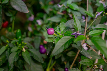 Obraz na płótnie Canvas Hot loco pepper on a green bush. Small fresh peppers fresh organic whole.