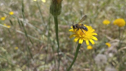 Abeja libando sobre flor amarilla (diente de león)