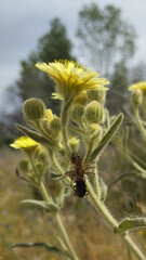 Araña alimentándose debajo de una flor amarilla de diente de león