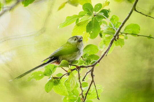 A long-tailed tit, a cute white, brown and black songbird, perching on a branch surrounded with green leaves. Spring day in nature. Blurry background.