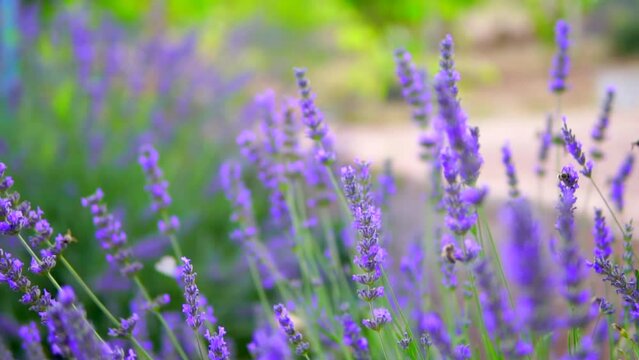 lavender garden and honey bees