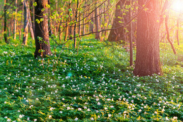 Spring forest landscape with flowering primroses. Beautiful white flowers in spring on background forest in sunlight in nature, soft selective focus.