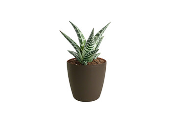 aloe vera in a pot isolated background
