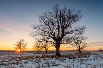 Beautiful silhouettes of oak trees in a field in spring at sunrise.