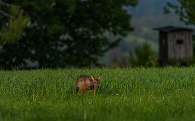 Female roe deer on green spring meadow near forest