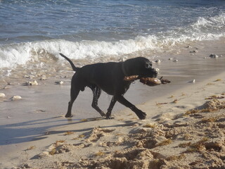 Un beau chien noir sort de l'eau avec son jouet dans la gueule