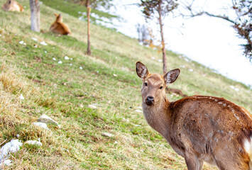 Fototapeta premium Beautiful spotted deer in the mountains against the background of green grass and snow. Fairytale spring landscape with wild animals.