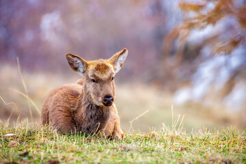 Beautiful spotted deer in the mountains against the background of green grass and snow. Fairytale spring landscape with wild animals.