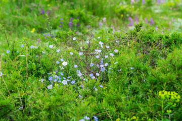 natural background - spring alpine meadow forbs with blue flowers of perennial flax