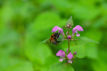 Bumblebee pollinating a flower in the forest