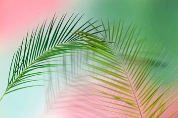 Palm branches and shadows on color background. Summer party
