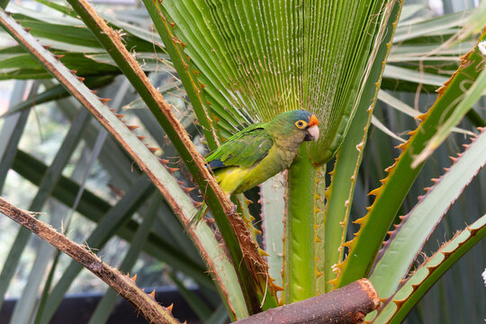 imagen de costado, perico atolero de frente naranja parado la rama de una planta