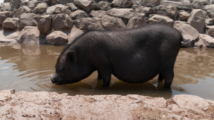 cerdo negro vietnamita de perfil en estanque bebe agua con rocas al fondo