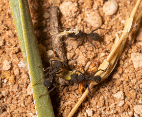 Black Working Ants on a Dirt Path Twigs and Leaves