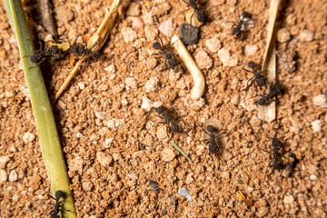 Black Worker Ants on the Ground