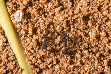Two Hairy Black Ants on a Dirt Path Anthill