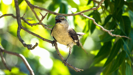 Squawking Bird on a Tree Branch