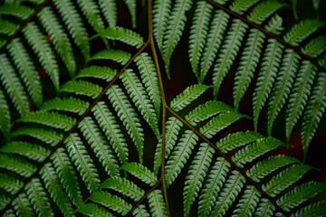 fern leaf background