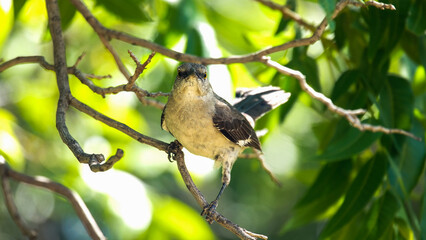 Bird on a Branch Watching