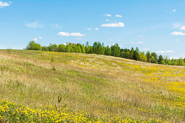 Fototapeta premium Scenic views of the hills covered with grass and flowers, blue sky and white clouds on a sunny day