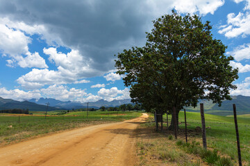 Gravel road to the mountain with trees lining the road