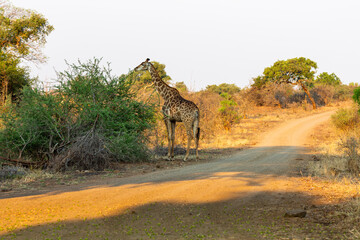 Giraffe grace on green tree next to the road