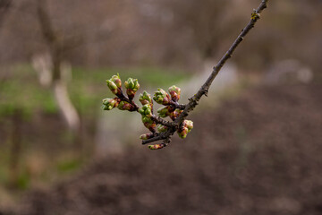 Cherry branch with young leaves
