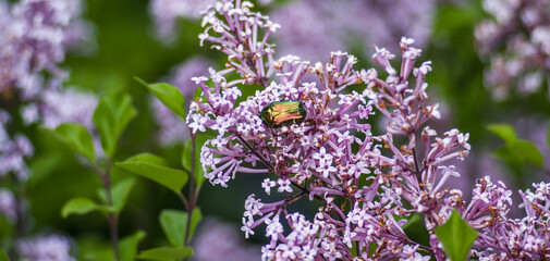 Lilac flowers with an insect