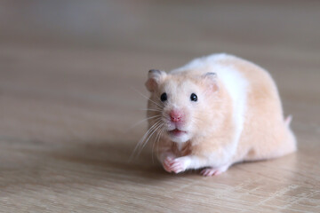 Fluffy orange and white hamster on a wooden surface, a place for text