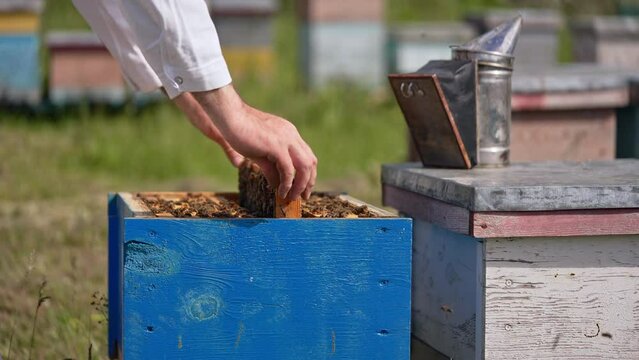 Beekeeper's hands hold a heavy frame stuck with bees. Apiarist puts a frame into the hive. Blurred backdrop.