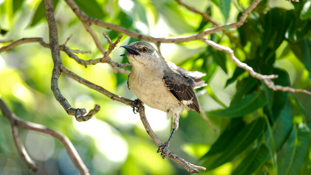 Bird Chirping Perched on a Branch