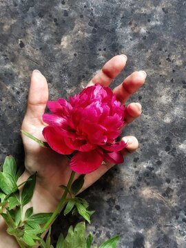 Flower of red peony in the hahd of woman. Flatlay with spring and summer flower with copy space.