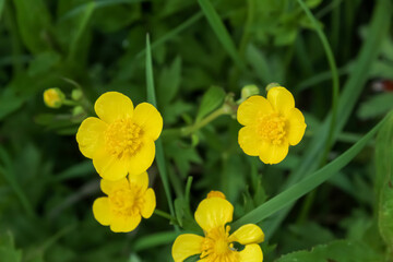 Yellow meadow buttercup flowers in spring. in the background the grass is green and a blurred background.