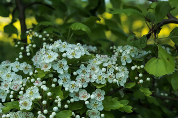Blooming hawthorn in spring. Branch of white flowers and green foliage close-up. Used in traditional medicine for various diseases.