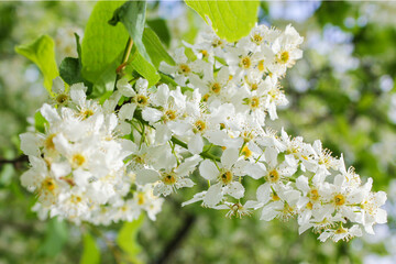 Flowers of white cherry.