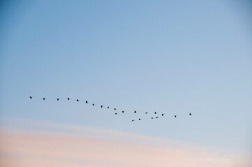 Geese flying in formation