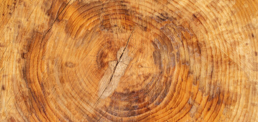 cross section of tree wood trunk - wooden background 	