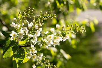 White flowers of bird cherry in the rays of the spring sun. Bright and romantic spring mood