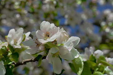 Apfelbl&uuml;ten