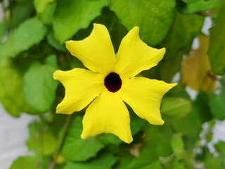 black-eyed Susan vine (in german Schwarzäugige Susanne) Thunbergia alata
