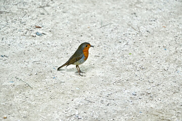 European robin with a fly beetle in its mouth