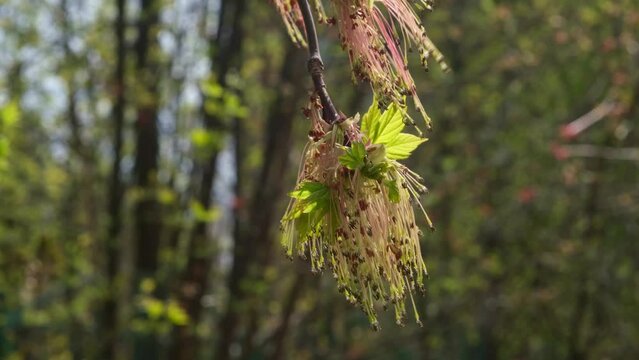 Texture of maple flowers close-up. Natural background, green leaves, blossoming buds in the sun