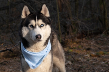 Husky portrait. A dog with blue eyes and a blue scarf. Husky in the forest. Dog muzzle close-up. There is space for text