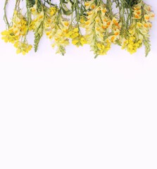 Yellow flowers on a white background. 