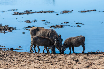 Closeup of a group of Common Warthogs - Phacochoerus africanus- near a waterhole of Etosha. Etosha National Park, Namibia.